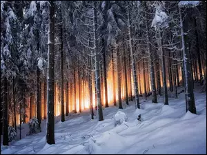 Drzewa, Zima, Przebijające, Las, Światło