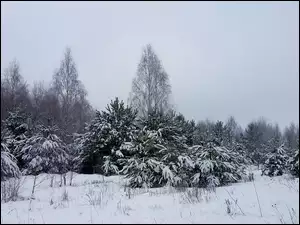 Zima, Drzewa, Las, Ośnieżone