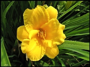 Liliowiec, Kwiat, Żółty