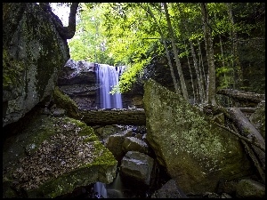 Las, Wodospad, Drzewa, Kamienie