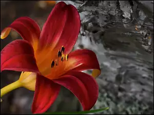 Liliowiec, Kwiat, Czerwony