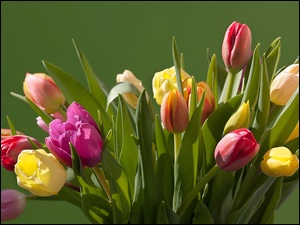 Tulipanów, Bukiet, Kolorowych