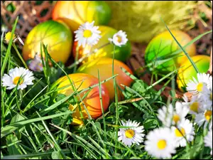 Wielkanoc, Stokrotki, Tęczowe pisanki, Kwiaty