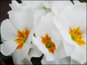 Białe, Prymula, Kwiaty, Pierwiosnek