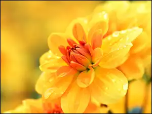 Żółty, Wody, Kwiat, Kropelki