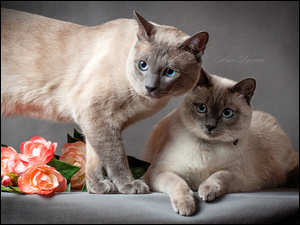 Koty, Róże, Niebieskie, Oczy