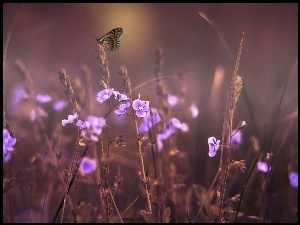 Motyl, Fioletowe, Trawa, Kwiaty, Łąka