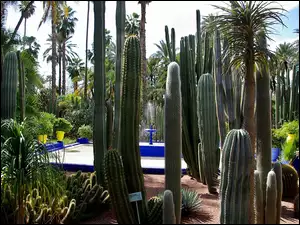 Ogród, Fontanna, Palmy, Kaktusy