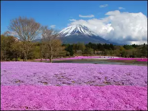 Wulkan, Góra, Pole, Fuji, Kwiatów
