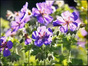 Kwiaty, Bodziszek, Fioletowe