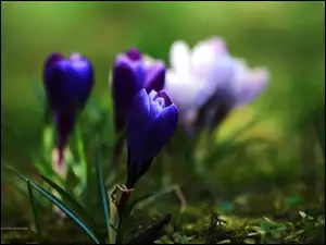 Kwiat, Krokus, Niebieski