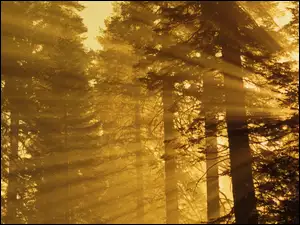 Las, Światła, Przebijające, Promienie