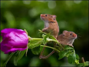 Myszki, Kwiat