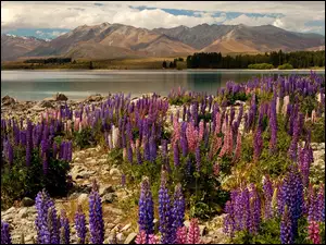 Góry, Kwiaty, Nowa Zelandia, Łubin, Jezioro, Brzeg
