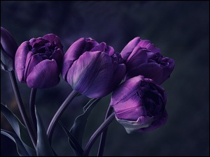 Tulipany, Kwiaty, Bukiet