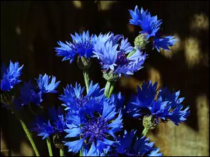 Kwiaty, Chabry, Bukiet, Niebieskie