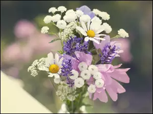 Kwiaty, Bukiet, Polne