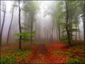 Drzewa, Mgła, Las, Jesień, Ścieżka, Liście