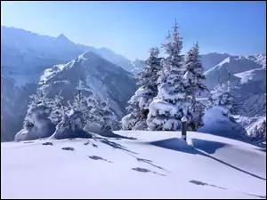 Drzewa, Zima, Góry