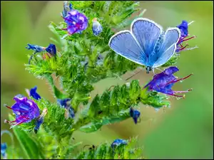 Błękitny, Roślina, Motyl, Kwitnąca