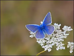 Kwiatki, Niebieski, Motylek, Motyl, Białe