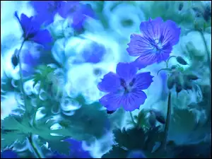Kwiaty, Bodziszek, Fioletowe