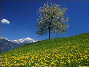 Łąka, Góry, Kwitnące, Wiosna, Drzewo, Kwiaty