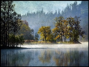 Obraz, Drzewa, Las, Jezioro