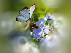 Kwiaty, Motylek
