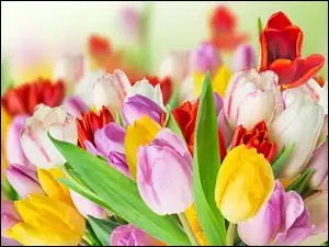Bukiet Kwiatów, Tulipany, Kwiaty