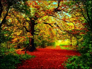 Dróżka, Drzewa, Jesień, Liście, Las, Ścieżka