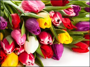 Tulipany, Bukiet, Kolorowe