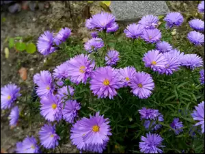 Fioletowe, Kwiaty