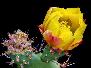 Krople, Kwitnący, Kaktus