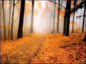 Drzewa, Mgła, Las, Jesień, Droga, Liście