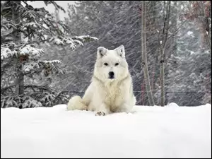 Zima, Wilk, Śnieg, Biały