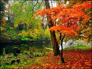 Jesień, Park, Staw, Drzewa