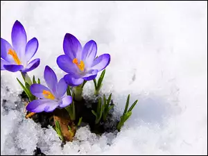 Wiosna, Krokusy, Śnieg