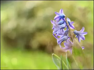 Kwiat, Hiacynt, Niebieski