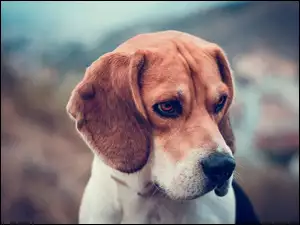 Pies, Beagle
