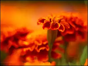 Aksamitki, Kwiaty, Turki, Pomarańczowe