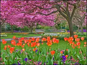 Tulipany, Drzewa, Alejki, Park, Wiosna, Kwitnące, Klomby