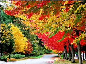 Park, Kolorowe Drzewa, Jesień, Aleja