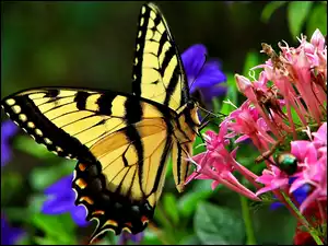Motyl, Kwiatki
