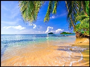 Tropiki, Plaża, Palmy, Morze, Wyspy