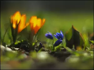 Kwiaty, Cebulice Syberyjskie, Niebieskie