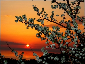 Owocowe Drzewo, Wiosna, Kwiatki, Zachód Słońca