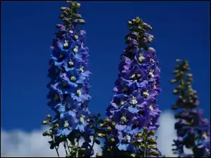 Kwiaty, Niebo, Ostróżka Ogrodowa, Niebieska