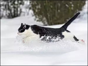 Śnieg, Biegnący, Kot