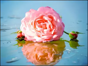 Różowa, Woda, Róża, Pączki
